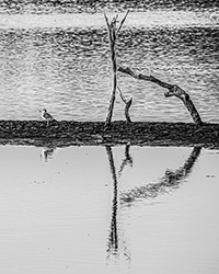 Mud-Island-Seagull