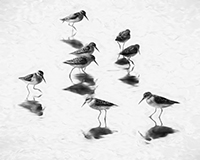 Sandpipers-3
