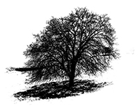 Tree-Silhouette